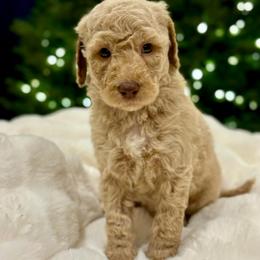 Simba - Apricot male Labradoodle puppy in San Antonio, Texas from I Love U Back Labradoodles, LLC