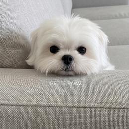Bentley - Maltese
