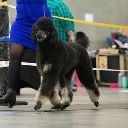 Whiskey - Poodle