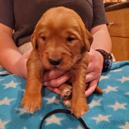 Black - Dark golden male Golden Retriever puppy in Lanesboro, Minnesota from Eagle Ridge Golden Retrievers