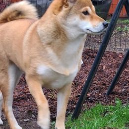 Shiba Inu from Eun-ji's Shiba Kennel
