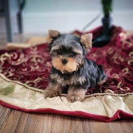 Chihuahua and Yorkshire Terrier Puppies from Royalty Tracks 👑🐾