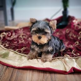 Chihuahua and Yorkshire Terrier Puppies from Royalty Tracks 👑🐾