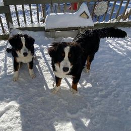 Bernese Mountain Dog Puppies from Lonesome Pine Farm