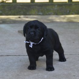 Labrador Retriever Puppies from ReiMur Labradors