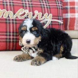 Buzz - Tri-color male Bernedoodle puppy in Murray, Utah from Sun Valley Doodles