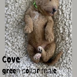Cove - Apricot male Goldendoodle puppy in Inez, Texas from Heavenly H Doodles