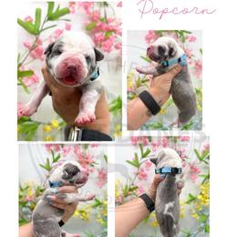 Popcorn - Harlequin female Great Dane puppy in Sac City, Iowa from Northern Great Danes of Colorado & Iowa