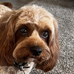 Cavapoos from Beth's Cavapoos