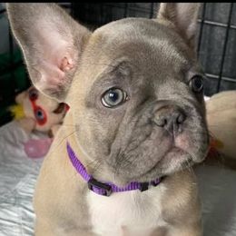 French Bulldogs from Erika's French Bulldogs