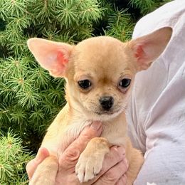 Anna - Fawn female Chihuahua puppy in Allentown, Pennsylvania from Tsunami Cockers & Chihuahuas