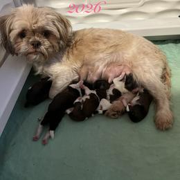Tina - Gold and white female Shih Tzu puppy in Hemet, California from Aloha Shih Tzu