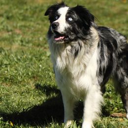 Dusk - Border Collie