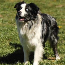 Dusk - Border Collie