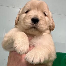 Monty - Golden male Golden Retriever puppy in Saint Pauls, North Carolina from Copperfield’s Goldens