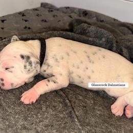 Dalmatian Puppies from Glasscock Dalmatians