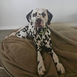 Bogey (Fairytails N Coachside One Over Par) - White and liver brown male Dalmatian puppy in Sierra Vista, Arizona from Fairytail Dalmatians