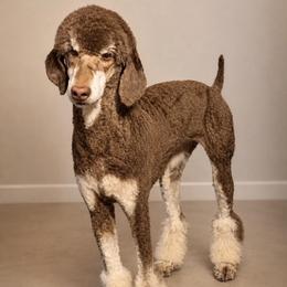 Millie - Poodle