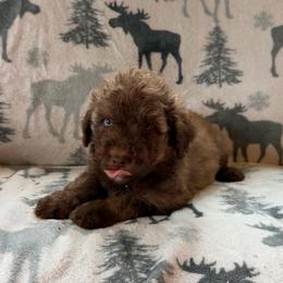 Autumn - Brown and white female Aussiedoodle puppy in Ellenburg Center, New York from Kristin's Puppies