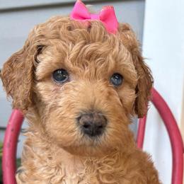 Val - Apricot female Goldendoodle puppy in Camden, North Carolina from Oopsie Doodles of NC