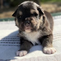 Green Boy - Black male Finnish Lapphund puppy in Redding, California from AlpenGlō Kennels