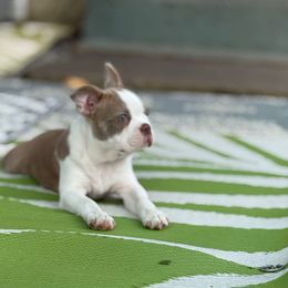 Tahini - Lilac female Boston Terrier puppy in Scottdale, Pennsylvania from Itty Bitty Boston & Chi Co, Veteran Owned