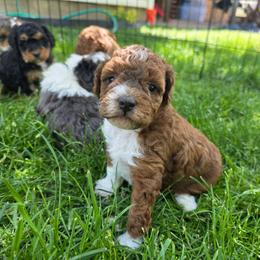 Lily - Sable female Aussiedoodle puppy in Blackfoot, Idaho from Draper Mountain Doodles