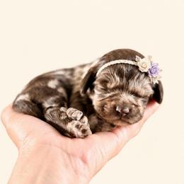 Rhubarb - Merle female Cockapoo puppy in Santa Barbara, California from K+C Doodles