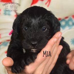 Mia - Black female Schnoodle puppy in Sedalia, Missouri from Farmer Brown's Puppies