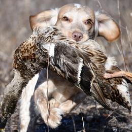 English Cocker Spaniel puppies from Ripple Sporting Dogs