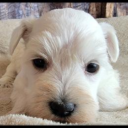 Snowball AKC Imported Champion Lines - White female Giant Schnauzer puppy in Saratoga Springs, Utah from Happy Beard Schnauzers