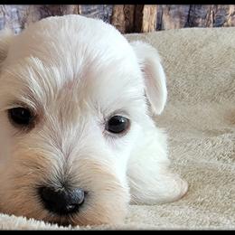 Snowball AKC Imported Champion Lines - White female Giant Schnauzer puppy in Saratoga Springs, Utah from Happy Beard Schnauzers
