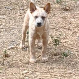 Éowyn - Red speckled Australian Cattle Dog puppy in Mena, Arkansas from Red Desert Australian Cattle Dogs