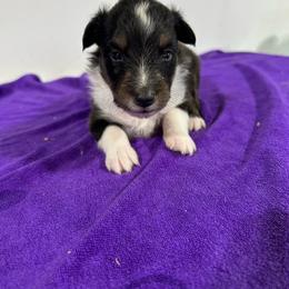 Pink - Black white and tan female Shetland Sheepdog puppy in Fontanelle, Iowa from Jensen Farms Shelties