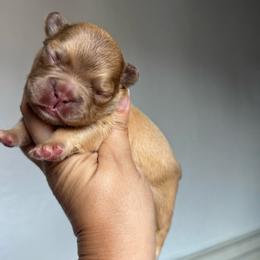 Rusty - Fawn male French Bulldog puppy in Porter, Texas from Whatabulldog