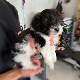 Havanese Puppies from Havanese Puppies of the Northshore