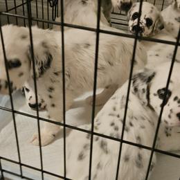 Dalmatians from Long Coat Dalmatians