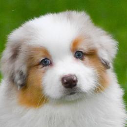Rose - Red merle female Australian Shepherd puppy in Easton, Missouri from MMA Kennel