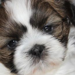 Shih Tzus from Mimi's Shih Tzus