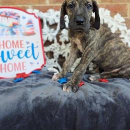Nimbus - Brindle male Great Dane puppy in Arlington, Texas from Scoober Danes