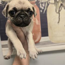 Ellie Mai - Fawn female Pug puppy in Auburn, Kentucky from Prentice Family Pugs