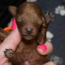 Orange Collar - Red  male Poodle puppy in Vernon, Texas from Sugarland's Texas Goldendoodles