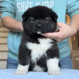 Girl 2 - Akita puppy from Main Street Akitas