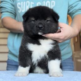 Girl 2 - Akita puppy from Main Street Akitas