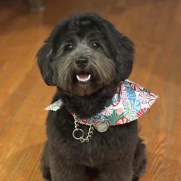 Belle - Goldendoodle
