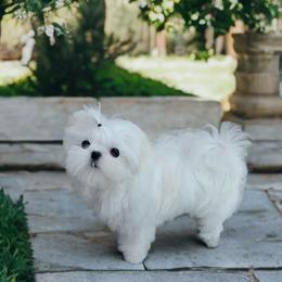Maltese puppies from Bratpack Babydolls