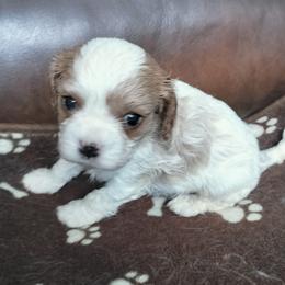 Obi-Wan - Blenheim male Cavalier King Charles Spaniel puppy in Franklin, North Carolina from Cavaliers of the County Macon