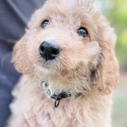 Cole - Apricot male Goldendoodle puppy in Bentonville, Arkansas from Bentonville Doodles