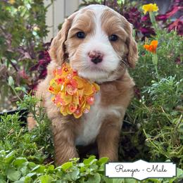Ranger - Apricot male Australian Labradoodle puppy in Citrus Heights, California from Elite Blend Labradoodles