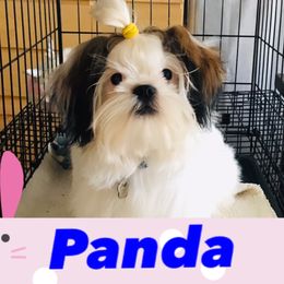 Panda - Shih Tzu